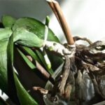 Unhealthy Orchid Roots
