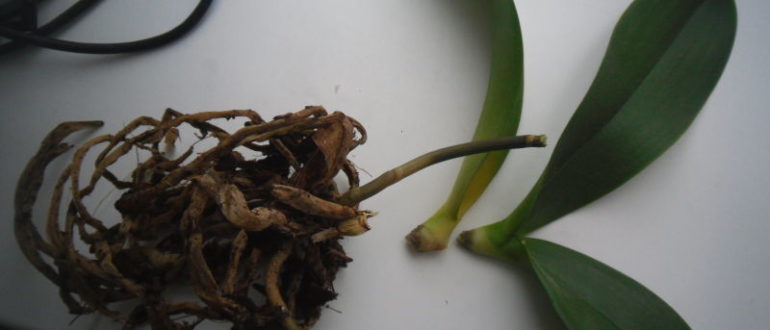 What Are The Main Causes Of Orchids Losing Leaves