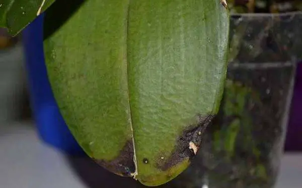 What Causes Spots On Orchid Leaves