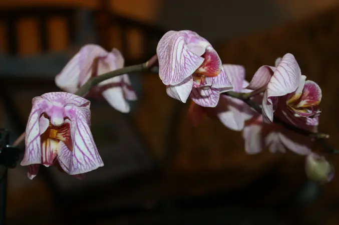 What Do You Do With An Orchid After The Blooms Fall Off