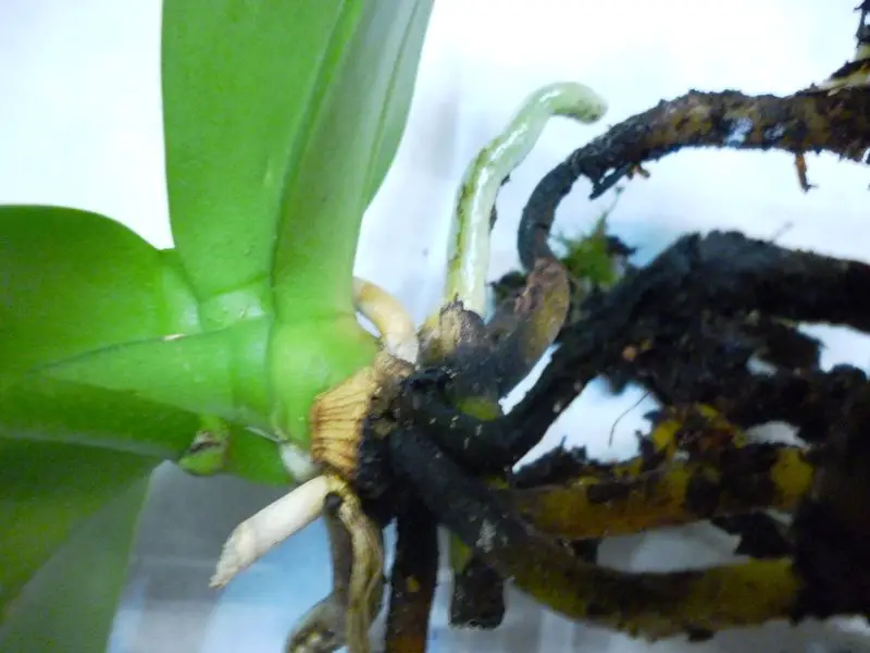 What Does black Orchid Root Rot Look Like?