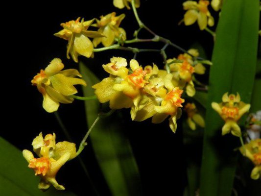 Yellow Oncidium Orchid Care