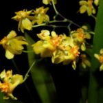 Yellow Oncidium Orchid Care