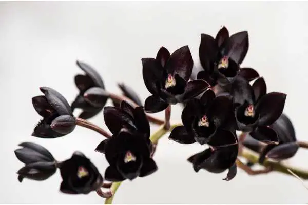 Black Orchids Flowers