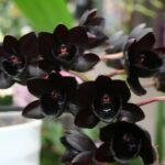 Black Orchids Flowers