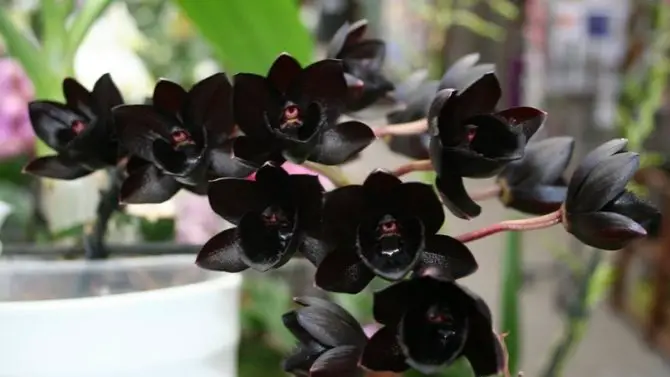 Black Orchid Flower Varieties