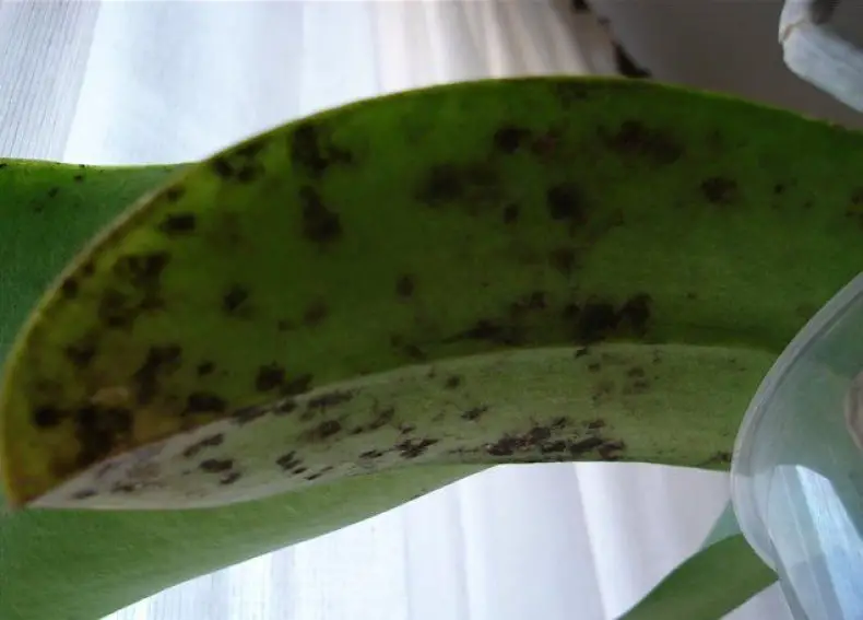 Black Spots On Orchid Leaves