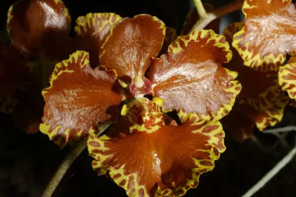 Crispum Oncidium Orchid