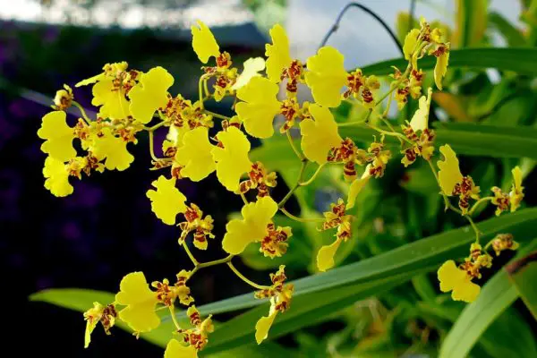 Flexuosum Oncidium Orchid