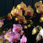 How To Keep Orchids Alive After They Bloom