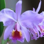 How To Propagate Cattleya Orchids