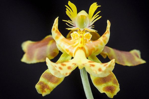 Limminghei Oncidium Orchid