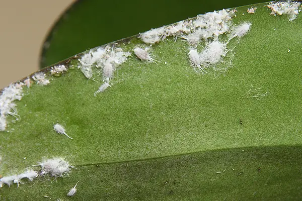 Mealybugs On Orchids