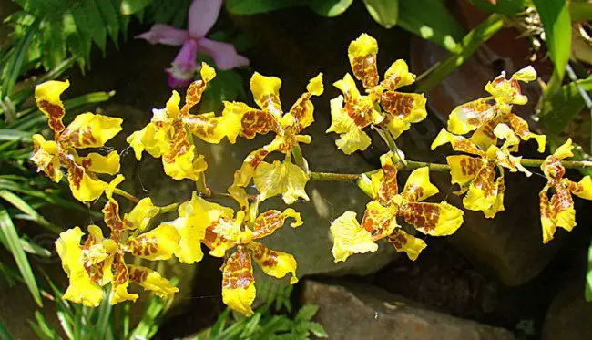 Sphacelatum Oncidium Orchid 1