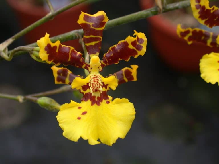Splendidum Oncidium Orchid