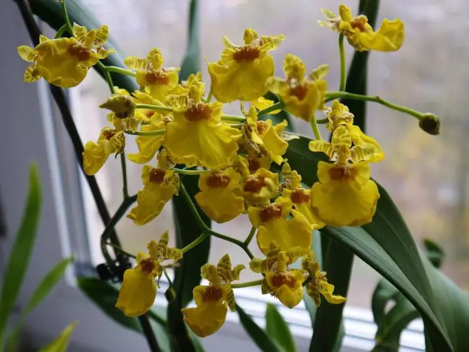 Varicosum Oncidium Orchid 1