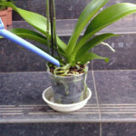 Watering Orchids After Repotting