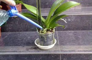 Watering Orchids After Repotting