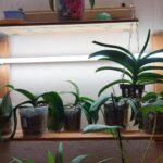 What Is The Best Room Temperature For Orchids