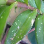 11 Spots On Orchid Leaves: Symptoms, Causes, And Treatment