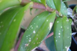 11 Spots On Orchid Leaves: Symptoms, Causes, And Treatment