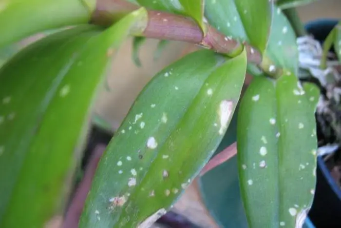 Spots on orchid leaves