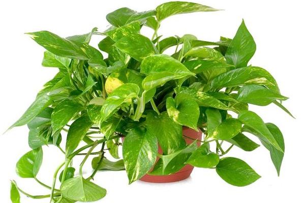 Ampel Plants Shade Loving Indoor Plants