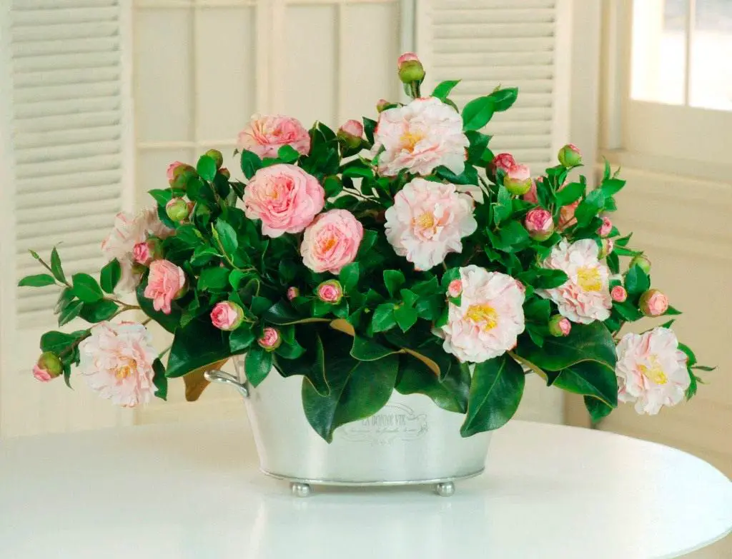 Camellia Best Indoor Plant For Cold Weather
