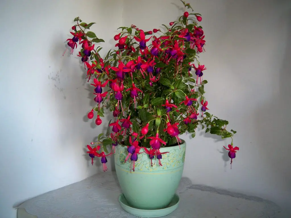 Fuchsia Best Houseplant For Cold Weather