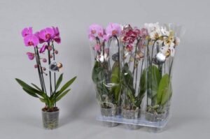 How To Buy Orchids