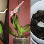 How To Transplant An Orchid Baby