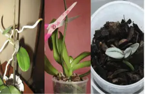 How To Transplant An Orchid Baby
