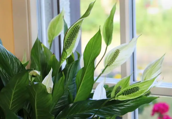 Peace Lily: House Plants With Long Lifespan