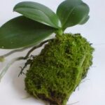 Sphagnum Moss For Orchids
