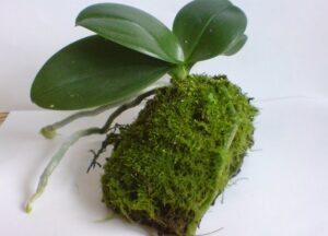 Sphagnum Moss For Orchids