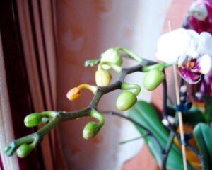 Why Are My Orchid Buds Falling Off