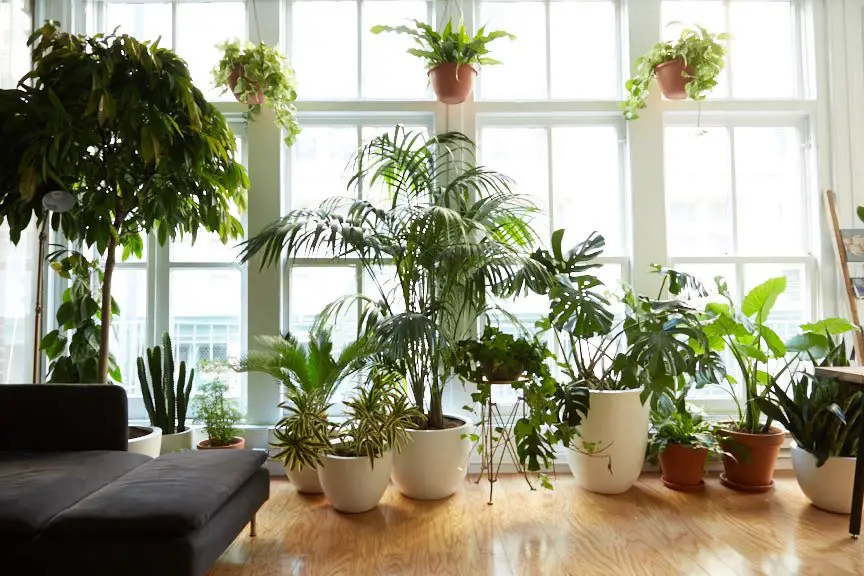 Best Large Indoor Plants For Beginners