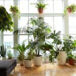 Best Large Indoor Plants For Beginners