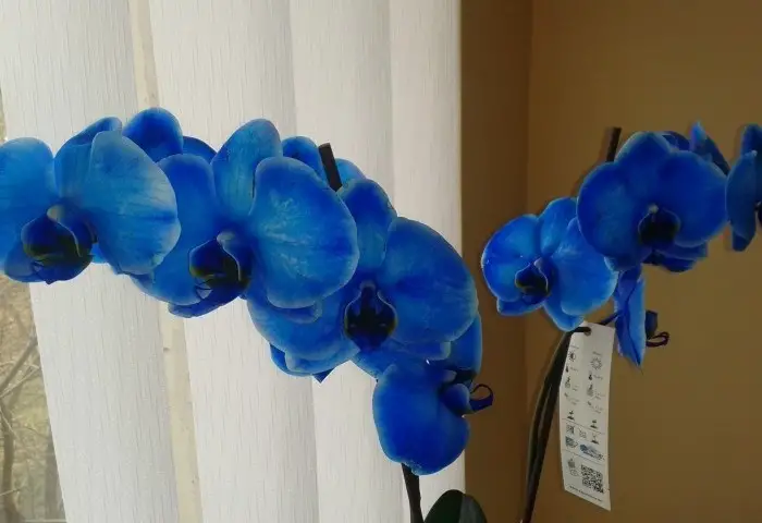 Blue Phalaenopsis Orchid Care 1