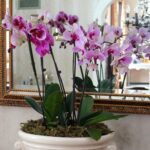 Can I Put Two Orchids In One Pot