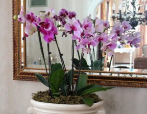 Can I Put Two Orchids In One Pot? More Than One Orchid