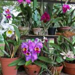 Caring For Cattleya Orchids