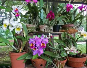 Caring For Cattleya Orchids