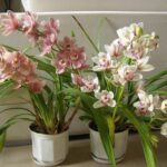 Cymbidium Orchid Types