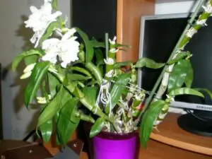 Dendrobium Orchid Care After Flowering 1