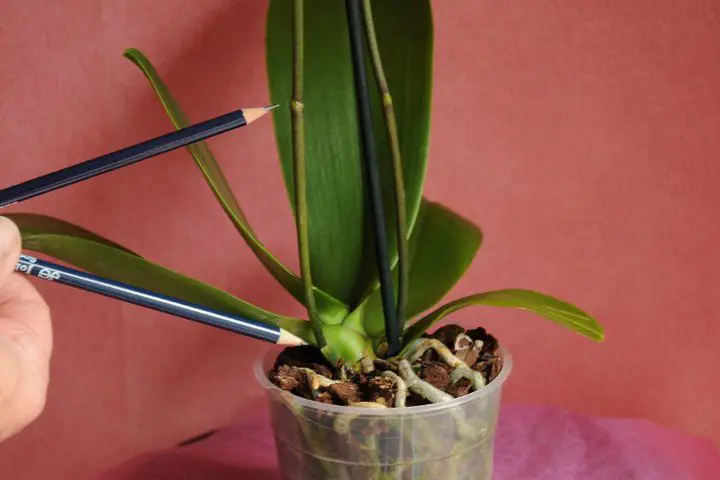 Double Spike Orchid Trimming