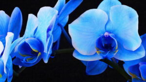 Dying Orchids Blue