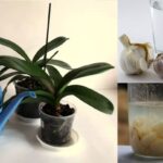 Garlic Water For Orchids