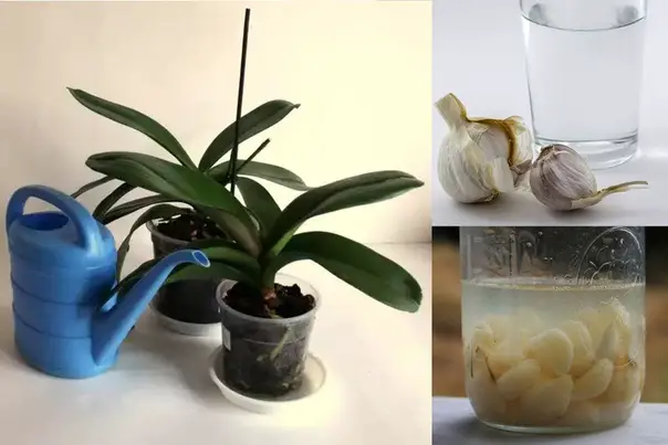 How To Make Garlic Water For Orchids? 5 Best Recipes