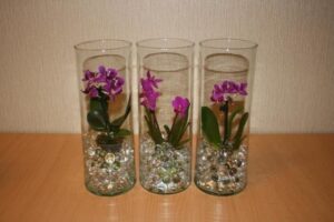 Growing Orchids In Water Beads